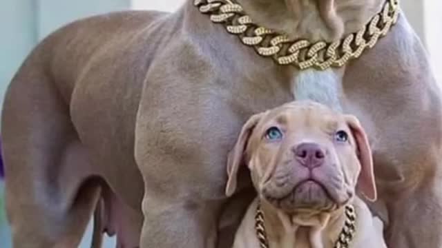 Pitbull dog bad boy attitude status #AnimalsVideos