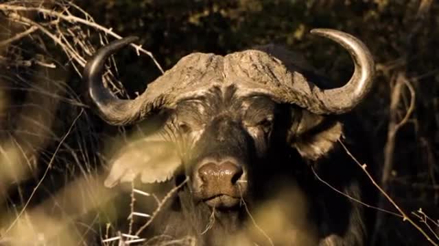 Ultimate African Wildlife 8K ULTRA HD