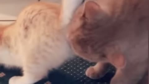 Funny Animal Videos 2024 😂 Funny Cats and Dogs videos
