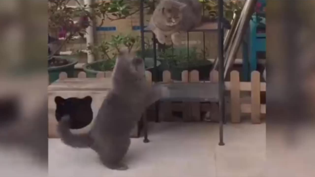 Watch new funny and cute animal videos to make your day 100 times better