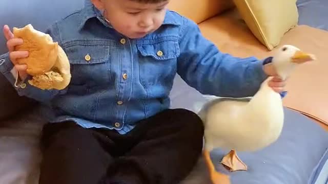 cute baby fun with duck😅😍| tiktok most viral funny video