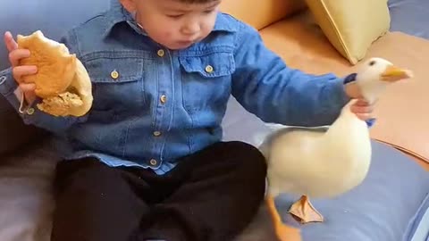 cute baby fun with duck😅😍| tiktok most viral funny video