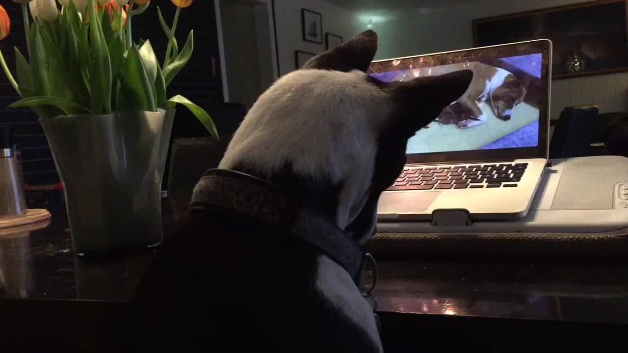 Dog fascinated by video of newborn puppies on laptop