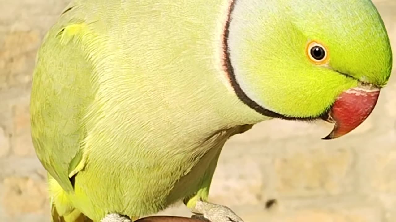 Green parrot