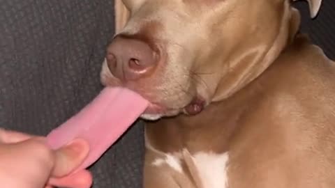 Funny animals compilation. Funny dog. When sleep is most important 😆