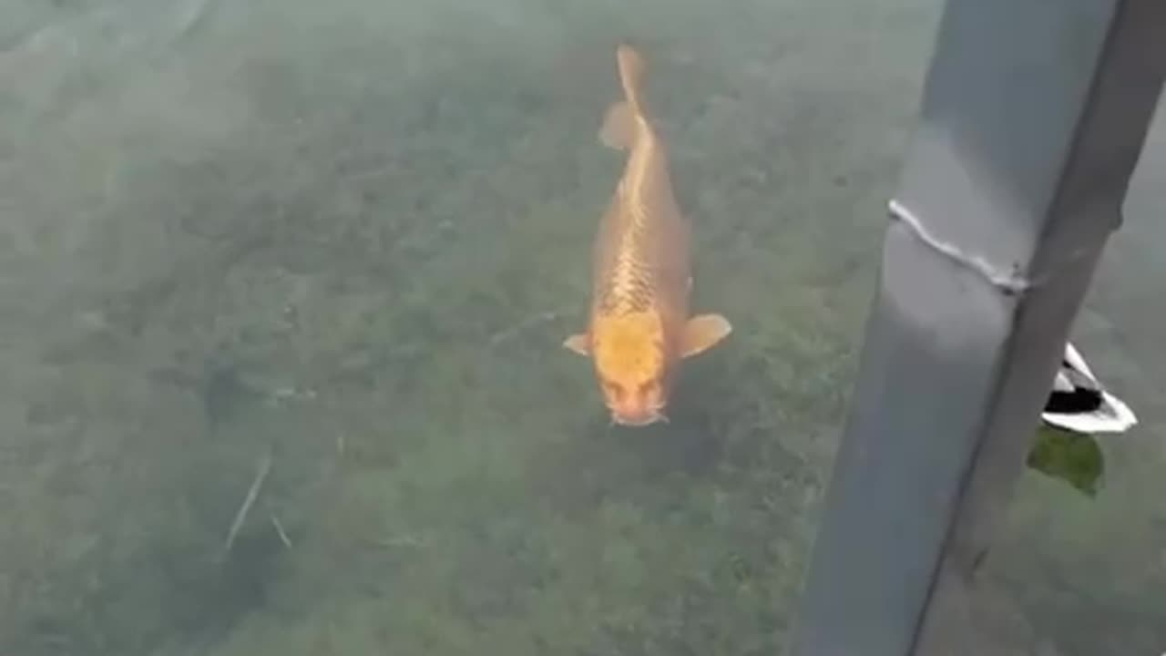 Weird looking Koi carp