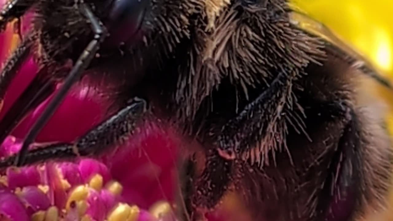 We received a Rare Black Bumblebee delivered yesterday inside a parcel from Amazon