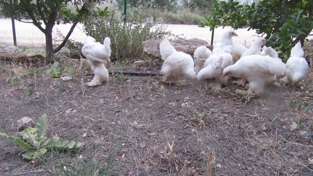 Brahma pullets (10)