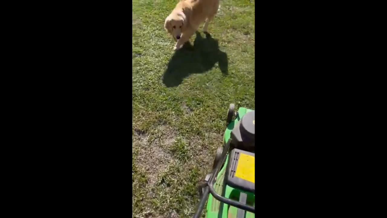 Dog_decides_to_"help"_owner_cut_the_grass_#shorts