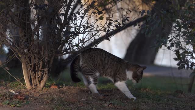 A cat is digging in the earth, it is funny