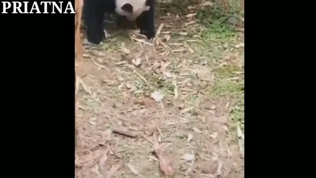 funny panda videos make laugh