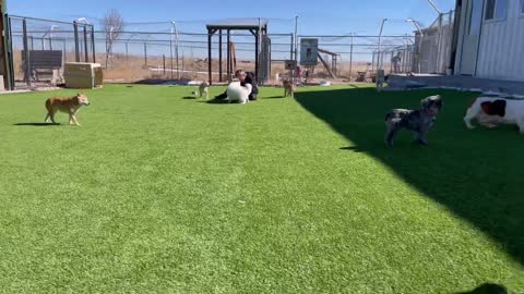 Puppy Mill Survivors Enjoying Sunny Winter Day in Colorado