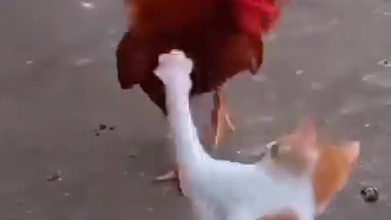 Cat vs Chicken： Watch What Happens Next and Get Ready to Laugh in