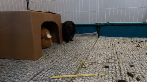 The guinea pig life