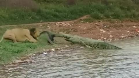 Lion vs crocodile on prey