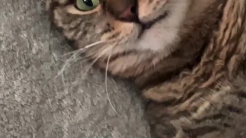 the cat had too much katnip