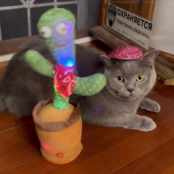 did you see it? Dancing cactus and Syl_Vester in shock.Short #shots #funnyvideo