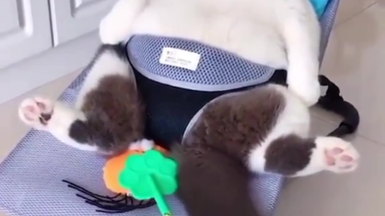 FAT CAT