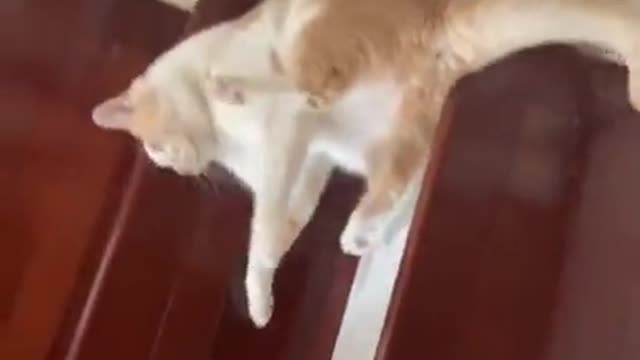 The way this cat takes the stairs