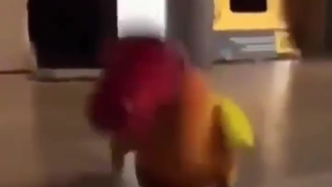 Parrot Alarm Clock #shorts #viral #shortsvideo #video