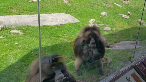 Chimpanzees Attack from behind the glass at the Zoo