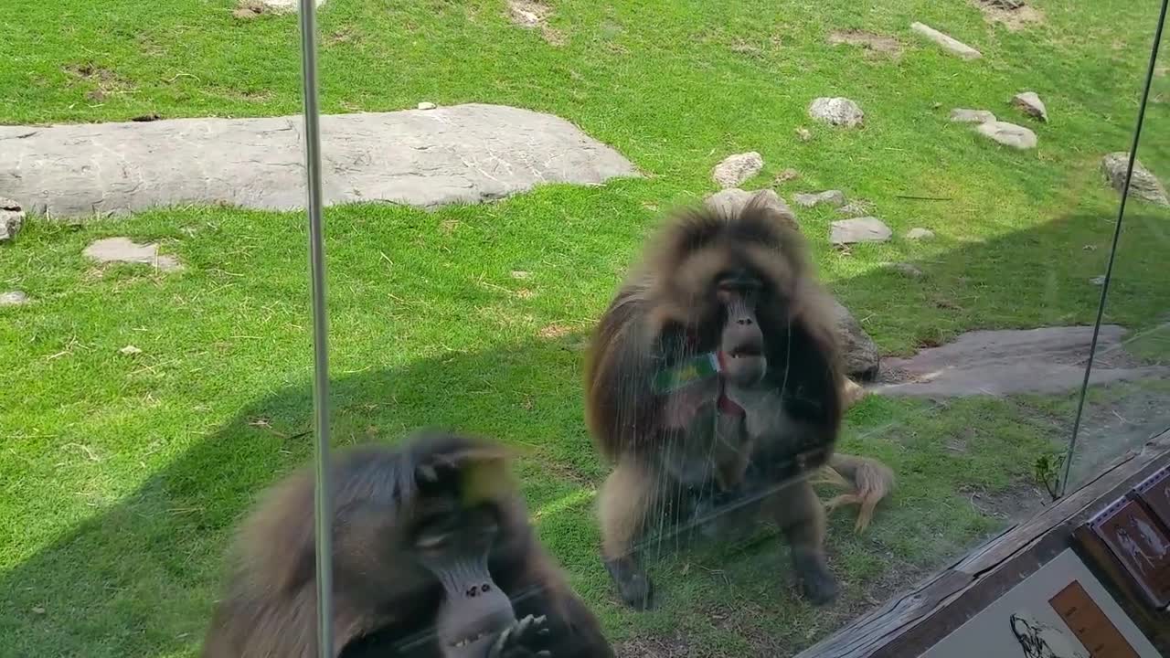 Chimpanzees Attack from behind the glass at the Zoo