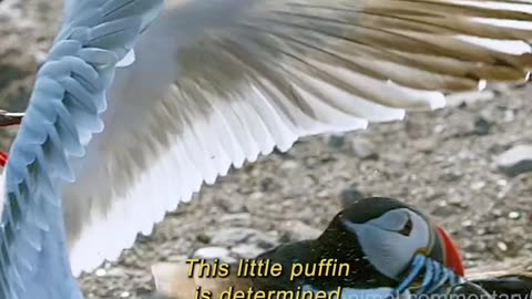Wildlife with a natural perspective & Funs
