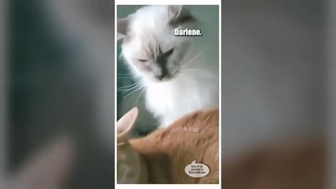 Cute cat video