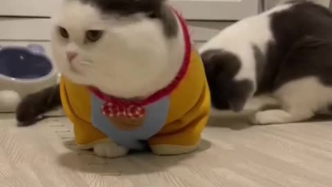 Cat and dog funny moment