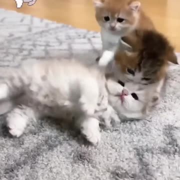 Cute kitten