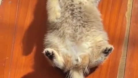 No Dogs Allowed: A Cat-tastic Video that Will Brighten Your Day!