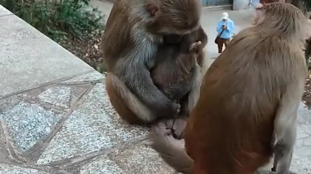 #monkeys #monkeylover