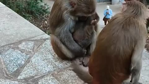 #monkeys #monkeylover