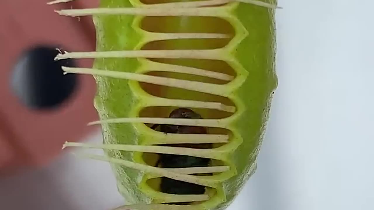 Venus Flytraps Squeeze Their Prey