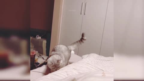 Cat Enjoy And Jumping On Bed