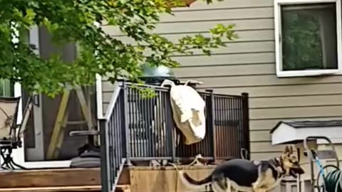 German Shepherd chases tail