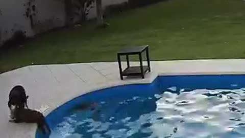 Her doggy siblings came to the rescue