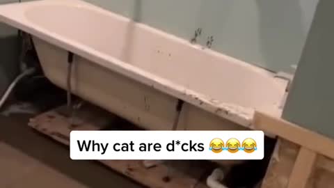 Cats ruin everything 😂 🎥 Tradesman