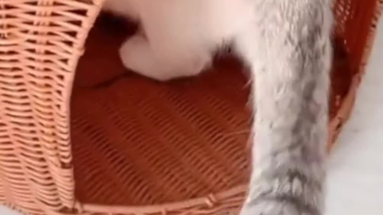 funny cats