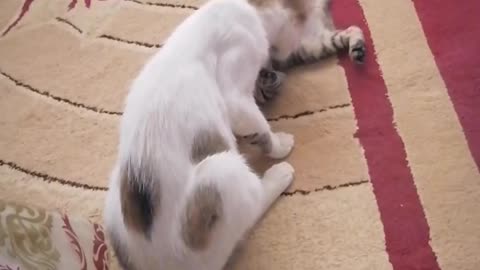 Funny cats playing