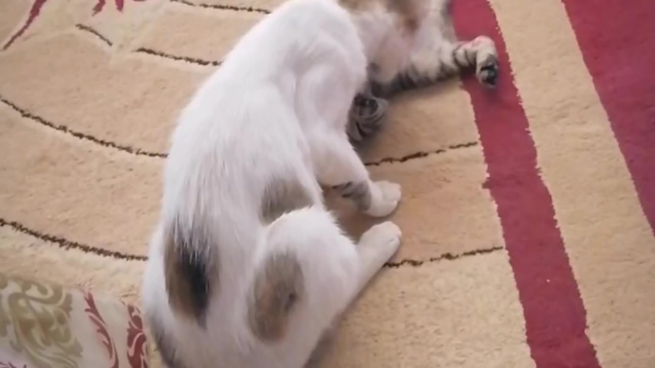 Funny cats playing