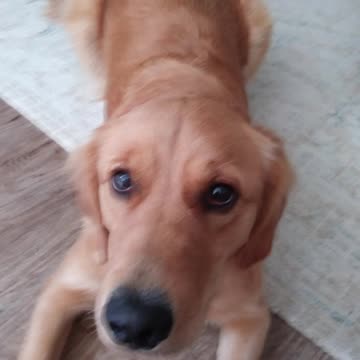 Hi I'm Remi, my Human's enrolled me in Proofing Behaviors Acquisition Class.