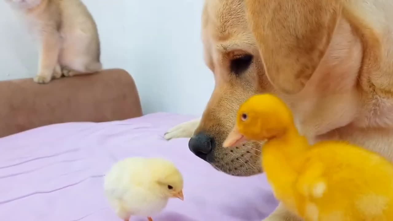 Labrador dog ! Duckling ! Chick ! ! Cute friends