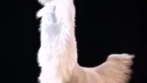 Dancing Cat Video: Watch This Adorable Kitty Show Off Its Moves!