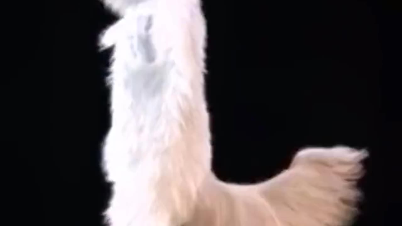 Dancing Cat Video: Watch This Adorable Kitty Show Off Its Moves!