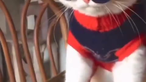 Cute baby Cat .😺
