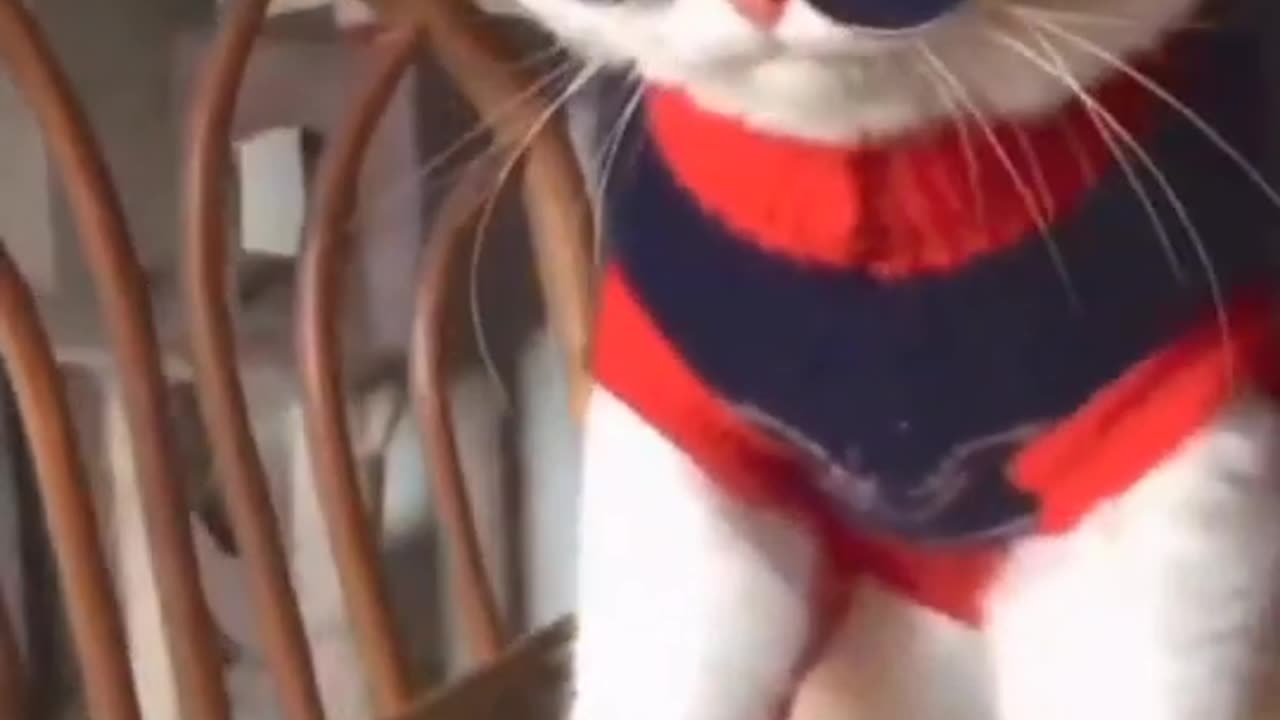 Cute baby Cat .😺