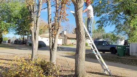 Tree trimming