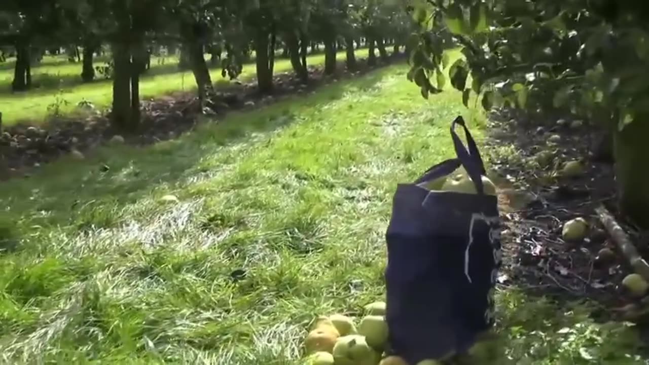 Awesome Pears Cultivation Technology - Pears Farming and Harvest - Pears Processing