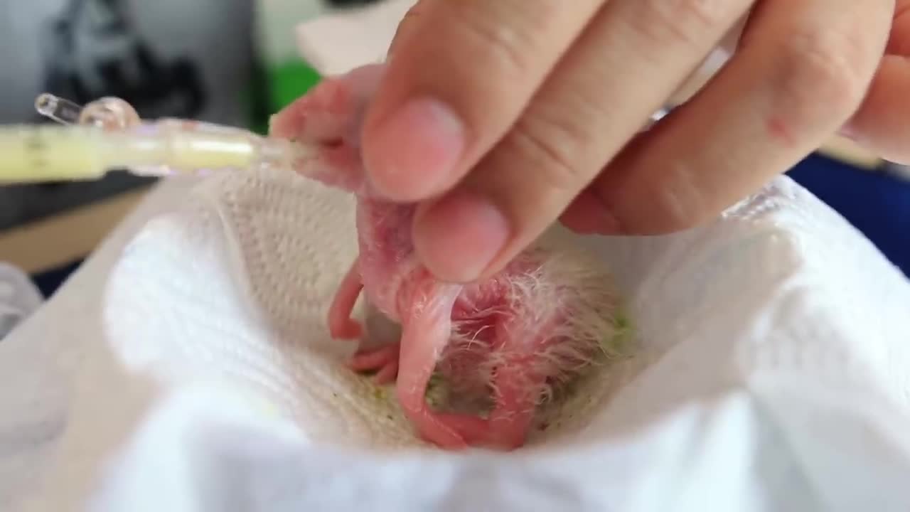 How baby macaw grows up | From the hatch until the eyes opened